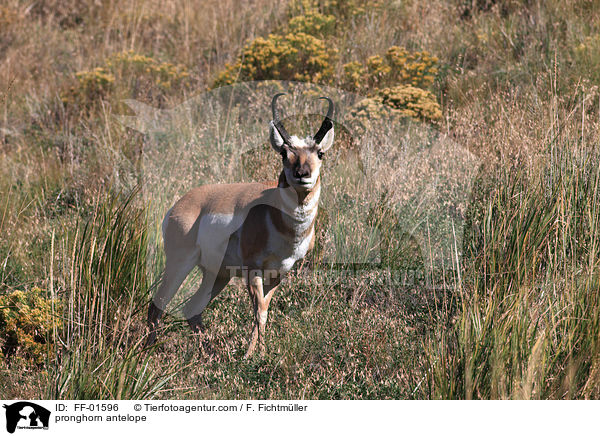 Gabelbock / pronghorn antelope / FF-01596