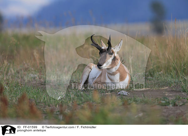 Gabelbock / pronghorn antelope / FF-01599