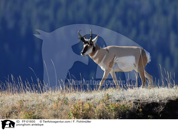 pronghorn antelope / FF-01600