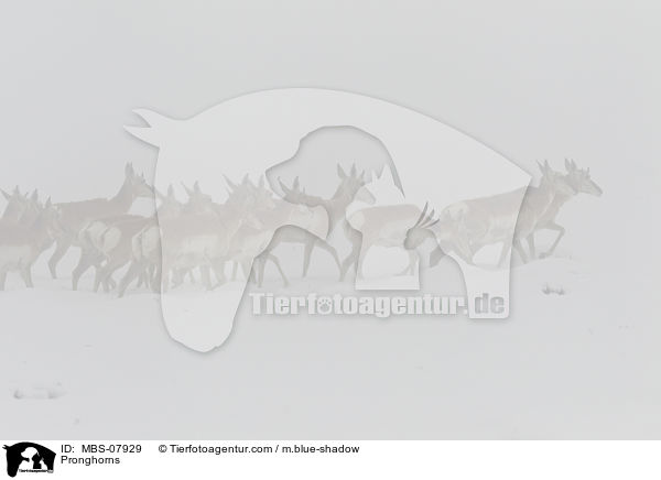 Gabelbcke / Pronghorns / MBS-07929