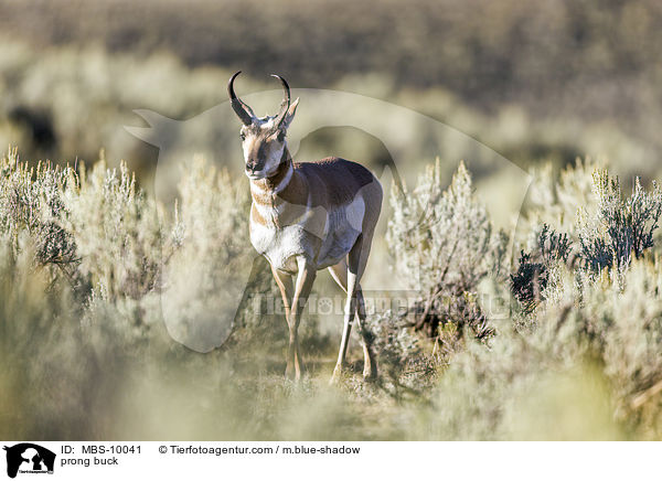 Gabelbock / prong buck / MBS-10041