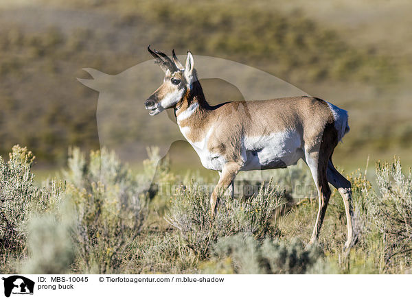 Gabelbock / prong buck / MBS-10045