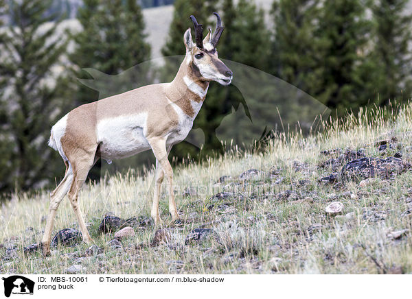 Gabelbock / prong buck / MBS-10061