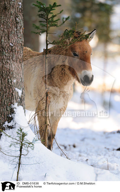 Przewalskipferd / Przewalski's horse / DMS-01636