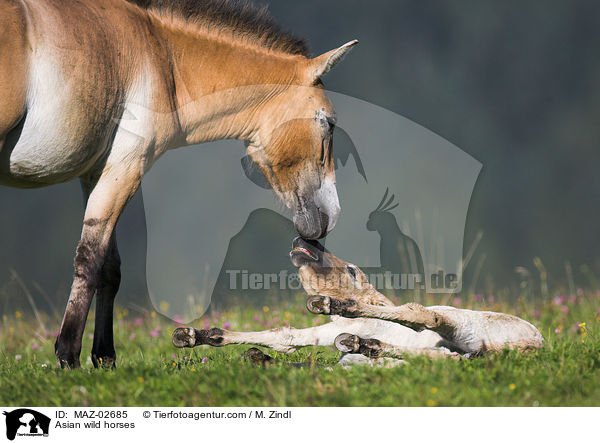 Przewalskipferde / Asian wild horses / MAZ-02685