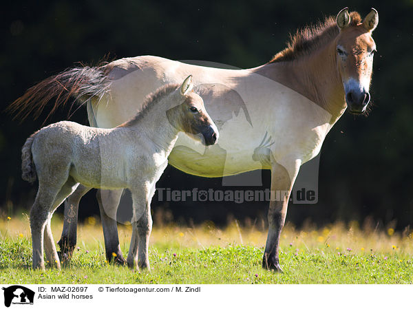 Przewalskipferde / Asian wild horses / MAZ-02697