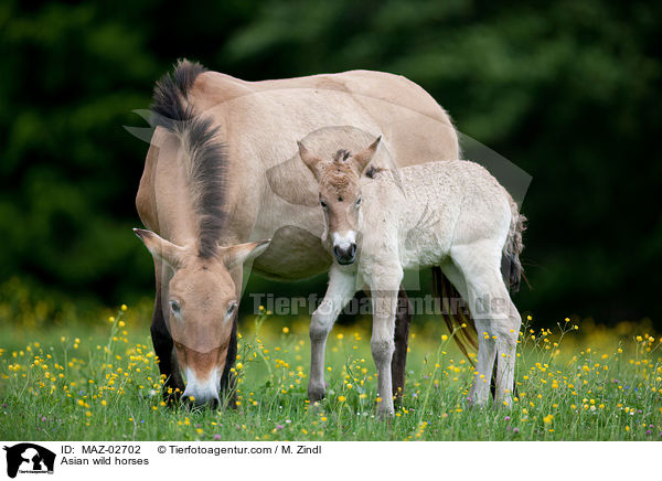 Przewalskipferde / Asian wild horses / MAZ-02702