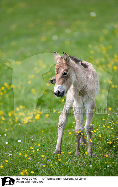 Przewalski Fohlen / Asian wild horse foal / MAZ-02707