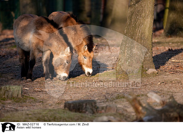 Przewalskipferde / Asian wild horses / MAZ-02716