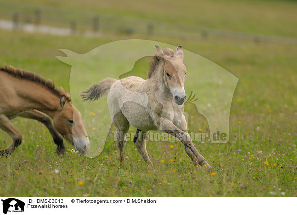 Przewalskipferde / Przewalski horses / DMS-03013