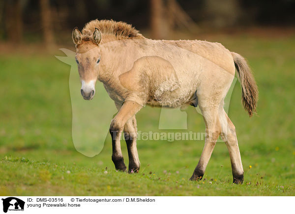 junges Przewalskipferd / young Przewalski horse / DMS-03516