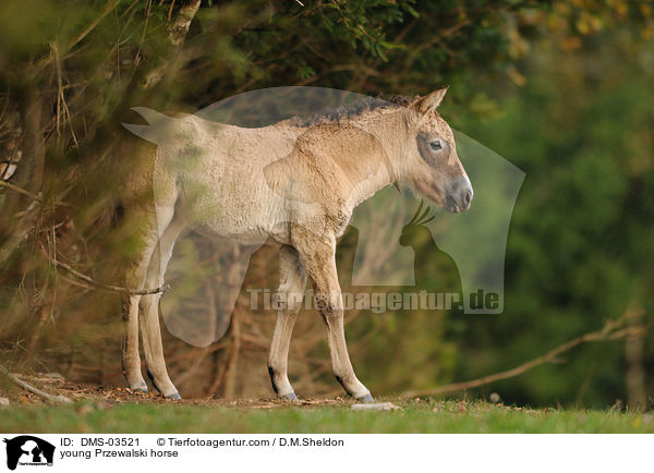 junges Przewalskipferd / young Przewalski horse / DMS-03521