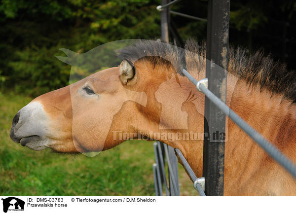 Przewalskipferd / Przewalskis horse / DMS-03783