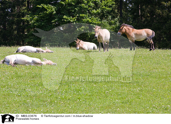 Przewalskipferde / Przewalski horses / MBS-03676