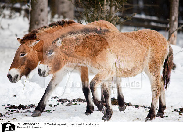 Przewalski horses / MBS-03787