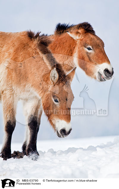 Przewalskipferde / Przewalski horses / MBS-03790