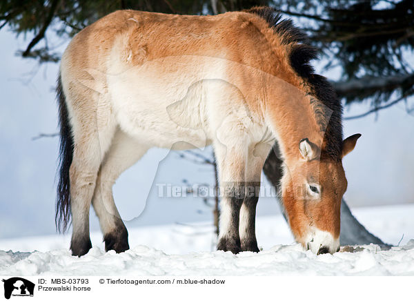 Przewalskipferd / Przewalski horse / MBS-03793