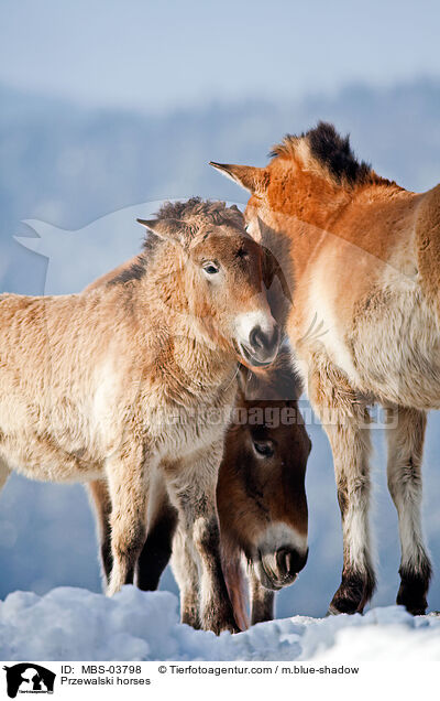 Przewalskipferde / Przewalski horses / MBS-03798