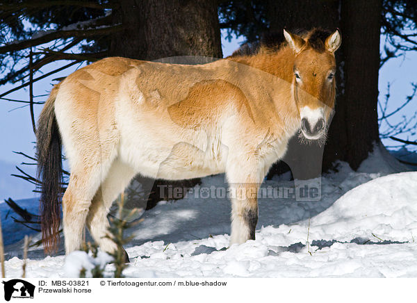 Przewalskipferd / Przewalski horse / MBS-03821