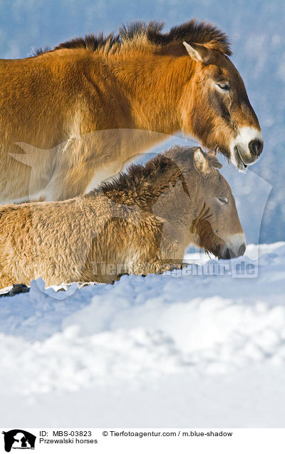 Przewalskipferde / Przewalski horses / MBS-03823