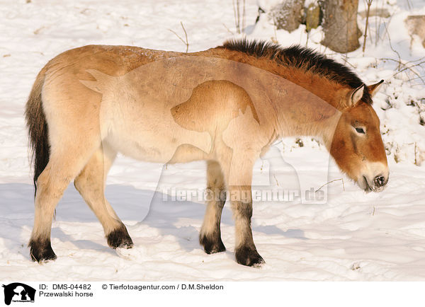 Przewalski horse / DMS-04482