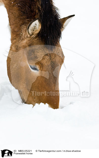 Przewalskipferd / Przewalski horse / MBS-05221