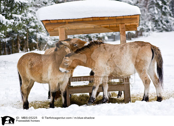 Przewalskipferde / Przewalski horses / MBS-05225