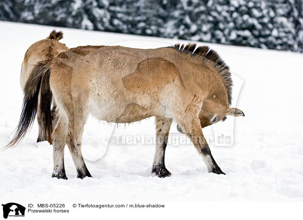 Przewalskipferde / Przewalski horses / MBS-05226