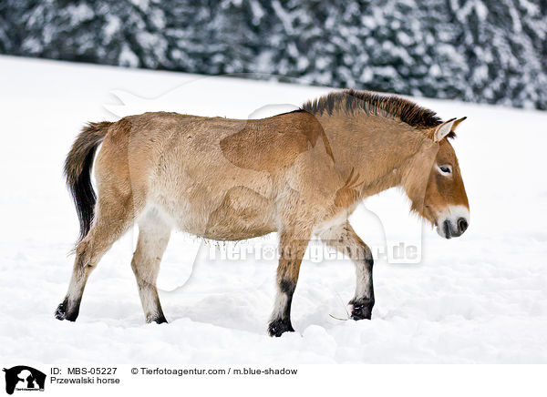 Przewalskipferd / Przewalski horse / MBS-05227