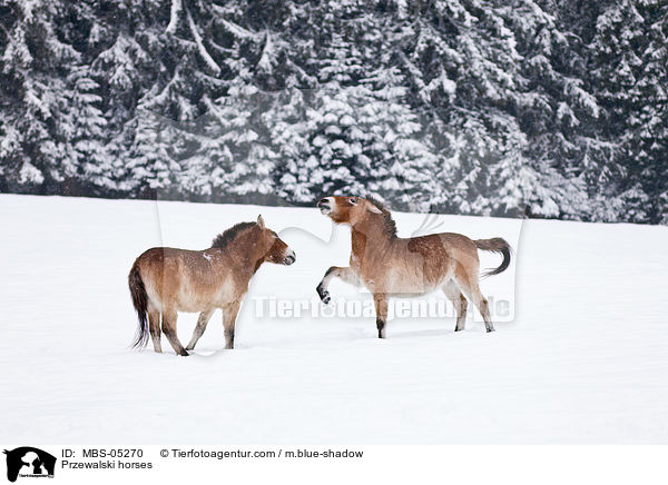 Przewalskipferde / Przewalski horses / MBS-05270