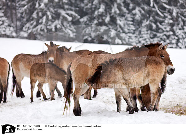 Przewalskipferde / Przewalski horses / MBS-05280