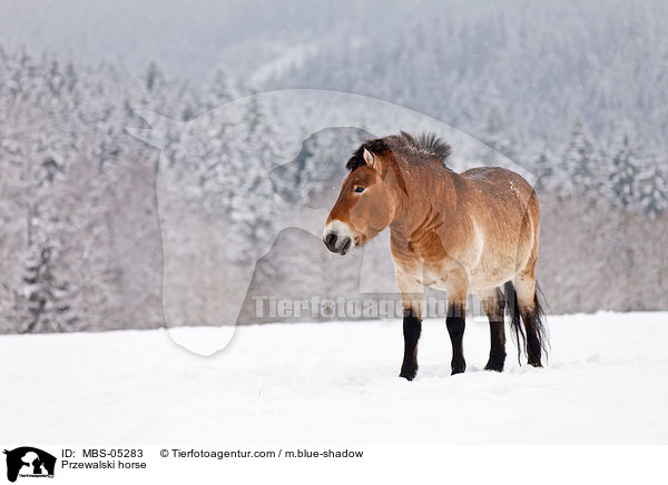 Przewalskipferd / Przewalski horse / MBS-05283