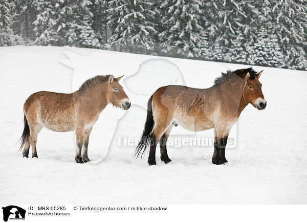 Przewalskipferde / Przewalski horses / MBS-05285