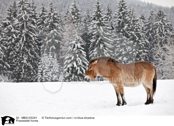 Przewalskipferd / Przewalski horse / MBS-05291