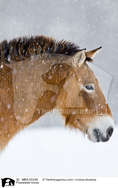 Przewalskipferd / Przewalski horse / MBS-05298