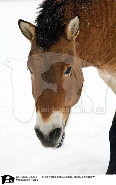 Przewalskipferd / Przewalski horse / MBS-05303