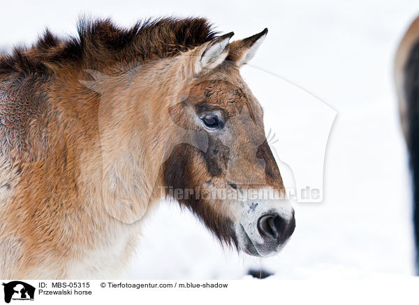 Przewalskipferd / Przewalski horse / MBS-05315