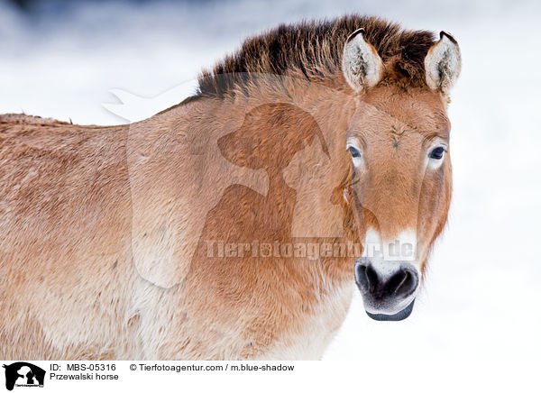 Przewalskipferd / Przewalski horse / MBS-05316