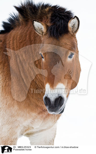 Przewalskipferd / Przewalski horse / MBS-05323