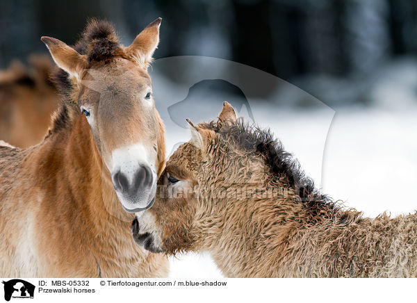 Przewalskipferde / Przewalski horses / MBS-05332