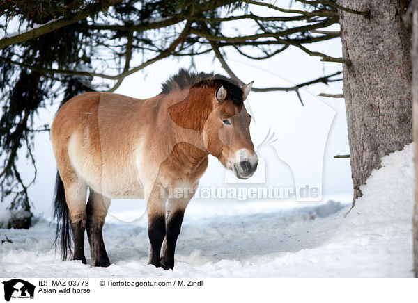 Przewalskipferd / Asian wild horse / MAZ-03778