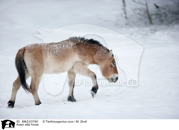 Przewalskipferd / Asian wild horse / MAZ-03780