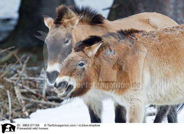 Przewalskipferde / Przewalski wild horses / MBS-07186