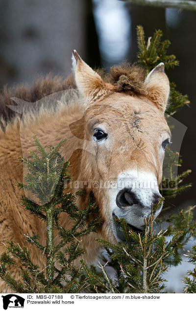 Przewalskipferd / Przewalski wild horse / MBS-07188