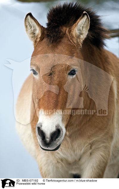 Przewalskipferd / Przewalski wild horse / MBS-07192