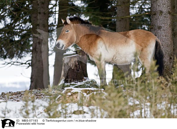 Przewalskipferd / Przewalski wild horse / MBS-07193