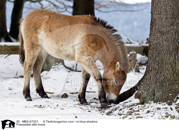 Przewalskipferd / Przewalski wild horse / MBS-07201