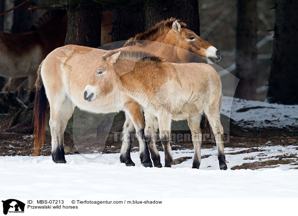 Przewalskipferde / Przewalski wild horses / MBS-07213