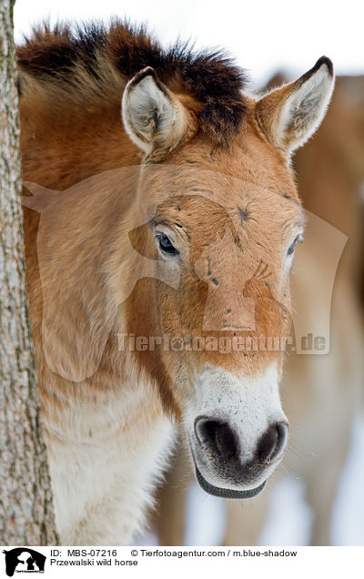 Przewalskipferd / Przewalski wild horse / MBS-07216