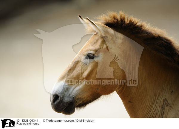 Przewalski horse / DMS-06341